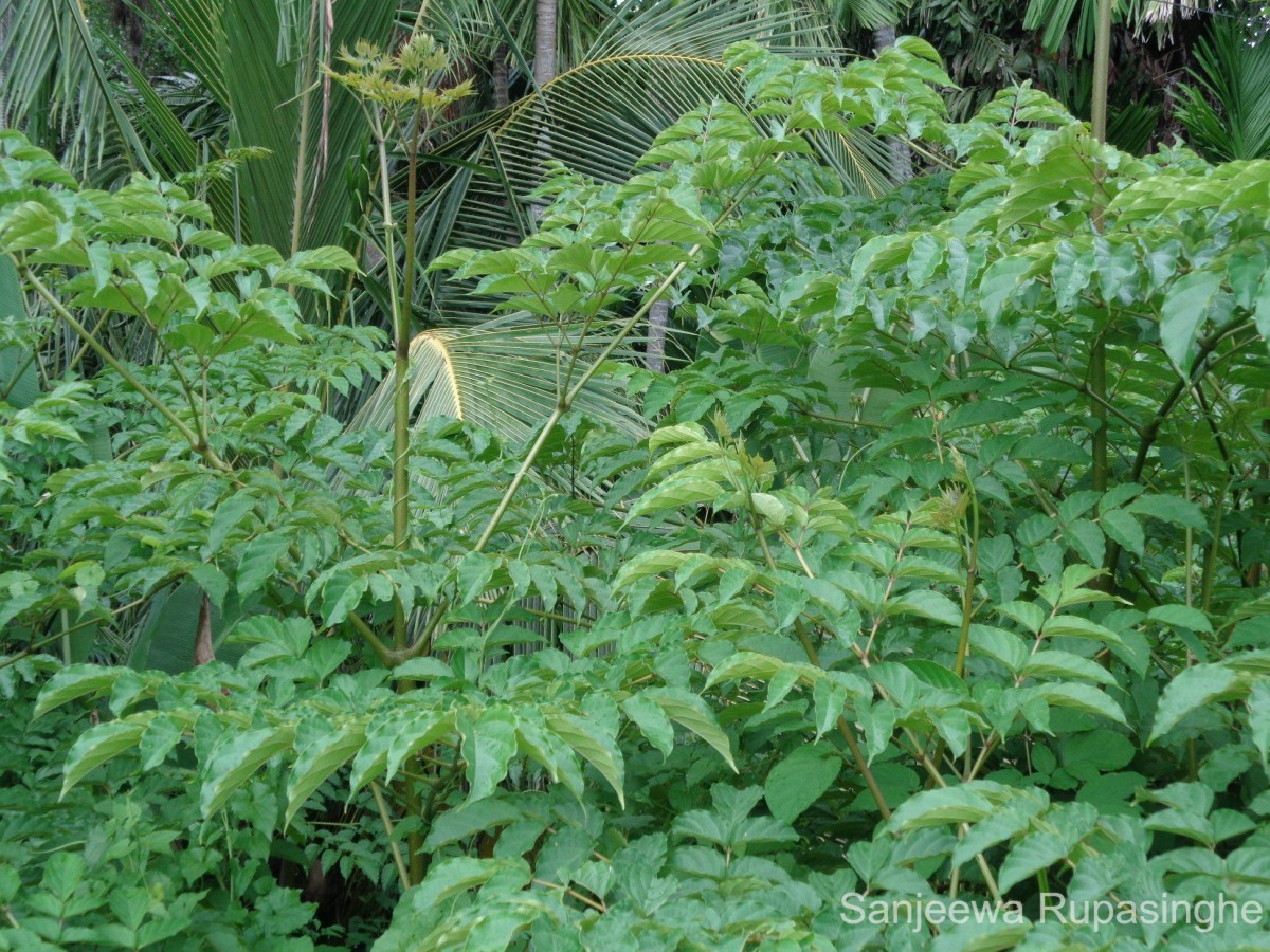 Oroxylum indicum (L.) Kurz